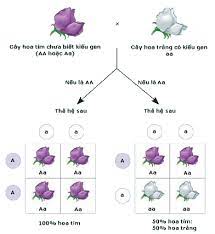 BÀI 2. PHÉP LAI PHÂN TÍCH - Thư viện SinhhocC2
