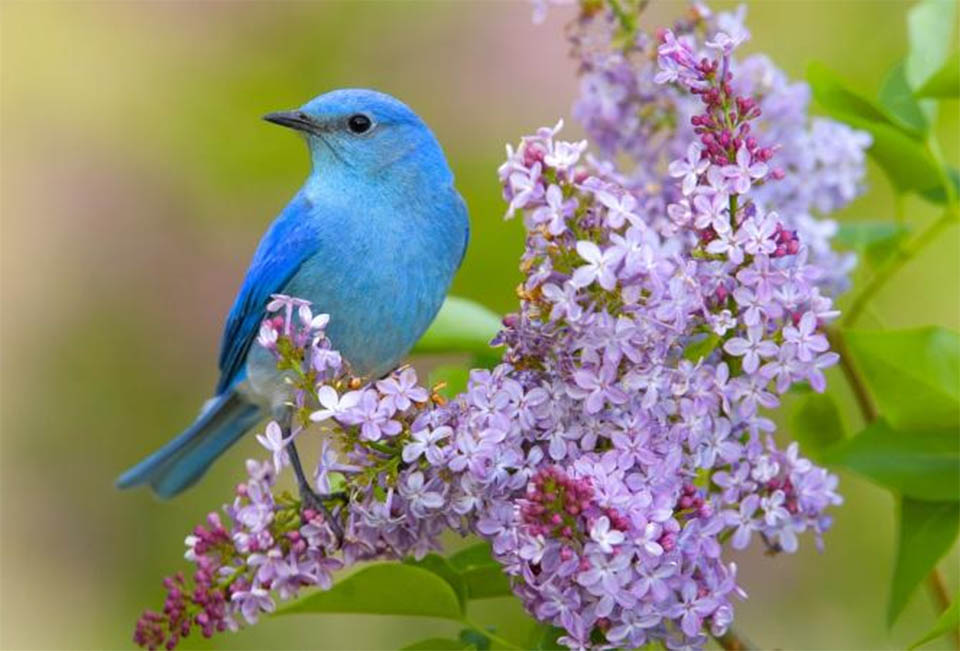 Cách lập dàn ý chi tiết phân tích Mùa xuân nho nhỏ