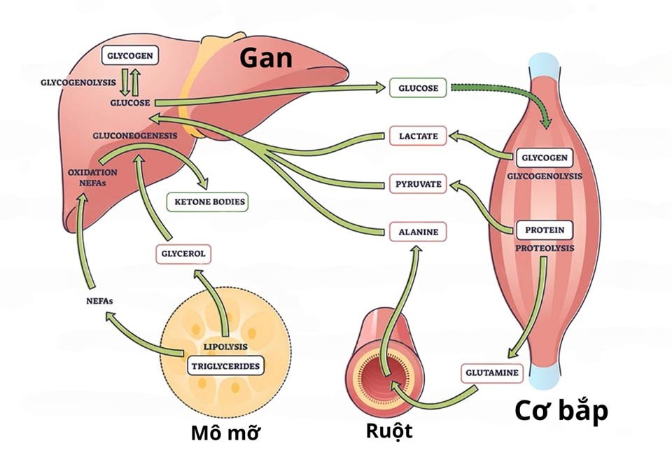 Con đường chuyển hóa tinh bột ra glucose
